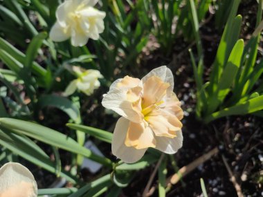 Narcissus Casanova. Çiçek açan nergis çiçeği. Yeşil saplı beyaz turuncu yapraklar. Güneşli bahar gününde kara toprakta yetişiyor. Çiçeklerin seçilmesi. Tarım ve bahçıvanlık