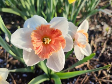 Çiçek açan nergis çiçeği çeşitliliği... Beyaz ve turuncu kırmızı taç yapraklı isyan... erkeklik organları ve çimenlikte yetişen sabah çiği damlaları, güneşli bahar günü....