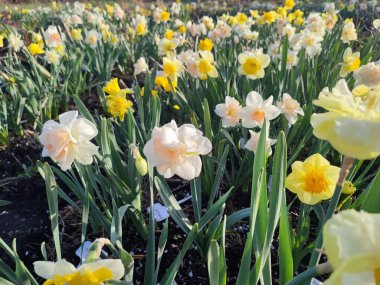 Çiçek açan nergis çiçekleri yeşil saplı sarı, pembe, beyaz taç yaprakları güneşli bahar günlerinde bahçede açar ve büyür. Çiçeklerin seçilmesi. Tarım ve bahçıvanlık
