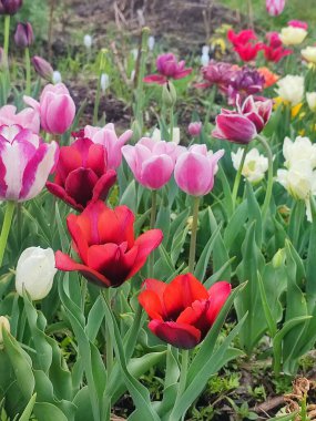 Bahar günü çiçek açan renkli laleler. Çiçek açan laleler. Çiçek açan beyaz kırmızı laleler çiçekler ve yeşil yapraklar. Çiçek açan büyüyen çiçekler. Doğa. Doğal arkaplan