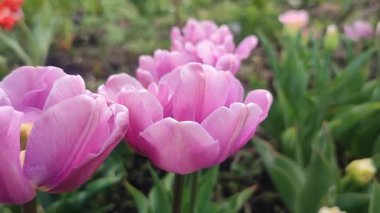 Çiçek açan lale çiçeği. Güneşli bir bahar sabahında çiçek açan lale çiçeği ve mor taç yaprakları. Tomurcuklanan mor lale çiçeği tomurcuklanıyor. Doğal arka plan. Lale