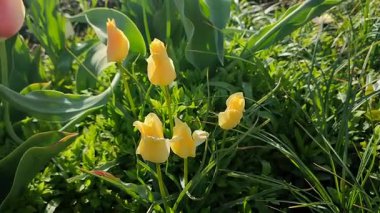 Botanik lalesi. Çiçek açan küçük sarı botanik lale tomurcukları. Bahar günü yeşil yapraklı sarı yapraklı çiçek açan botanik lalesi. Değişik laleler. Çiçek açan lale çiçeği