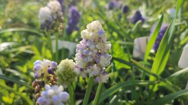 Muscari. Çiçek açan muscari çiçekleri. Güneşli bir bahar gününde birçok küçük mor muscari çiçekleri. Çiçek açan varyete çiçekleri. Yeşil çimenlerin arka planında yeşil saplı küçük çiçek