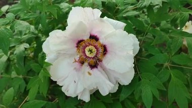 Büyük ağaç şakayığı çiçeği. İlkbahar günü yeşil yapraklı çalıların üzerinde beyaz taç yaprakları ve erkek organları olan büyük bir çiçek. Çiçek açan varyete çiçekleri. Çiçek açan. Doğa. Doğal arkaplan