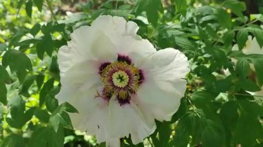 Büyük ağaç şakayığı çiçeği. İlkbahar günü yeşil yapraklı çalıların üzerinde beyaz taç yaprakları ve erkek organları olan büyük bir çiçek. Çiçek açan varyete çiçekleri. Çiçek açan. Doğa. Doğal arkaplan