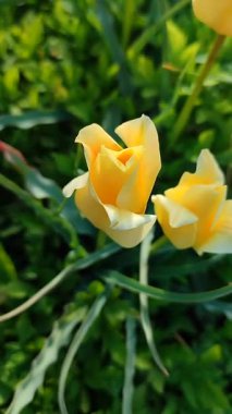 Botanik lalesi. Çiçek açan küçük sarı botanik lale tomurcukları. Bahar günü yeşil yapraklı sarı yapraklı çiçek açan botanik lalesi. Çiçek açan lale çiçekleri dikey