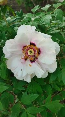 Büyük ağaç şakayığı çiçeği. Beyaz taç yaprakları olan büyük bir çiçek ve ilkbahar günü yeşil yapraklı çalıların üzerinde erkek organlar. Çiçek açan varyete çiçekleri. Çiçek açan. Doğa Doğal Arkaplan Dikey