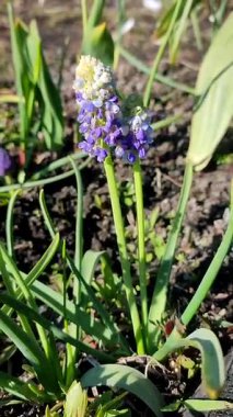 Muscari. Çiçek açan muscari çiçekleri. Güneşli bir bahar gününde birçok küçük mor muscari çiçekleri. Çiçek açan varyete çiçekleri. Çimenlerin arka planında yeşil saplı küçük bir çiçek. Dikey