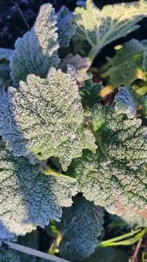 Güneşli bir bahar sabahı, kar taneleriyle kaplı yeşil yapraklar. Çiçeklerin yeşil yaprakları karla kaplıdır. Pelinotu yaprakları beyaz toprağı kristalleriyle kaplıdır. Dondurucu Dikey