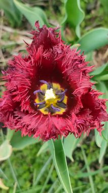 Lale. Güzel açan lale çiçeği. Çiçek açan lale çiçeği. İlkbahar sabahı kızıl yapraklı. Çiçek açan burgundy lale çiçeğinin tomurcuklanması. Üst Manzara. İçeri gir. Dikey