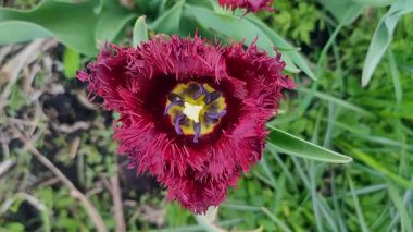 Güzel açan lale çiçeği. Çiçek açan lale çiçeği. İlkbahar sabahı kızıl yapraklı. Çiçek açan Burgundy çiçeğinin tomurcuklanması. Üst Manzara. İçeri gir. Doğal arkaplan