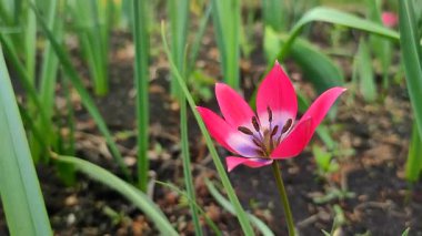 Küçük botanik lalesi türü Küçük Güzel. Bahar günü çiçek açan lale çiçeği ve pembe taç yaprağı. Çiçek açan kırmızı çiçek tomurcuklanıyor. Doğal arka plan. Doğa
