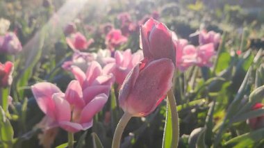 Pembe laleler güneşli bir bahar sabahı bahçede yetişen buzdan kristallerle birbirlerine yaslanırlar. Değişken kırmızı lale ve parlayan güneşli çayırdaki diğer çiçekler.