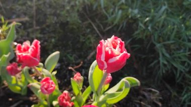 Çiçek açan lale çiçeği. Güneşli bir bahar sabahında çiçek açan lale çiçeği ve pembe taç yaprağı. Çiçek açan kırmızı lale çiçeği toprakta büyüyor. Doğal arka plan. Lale