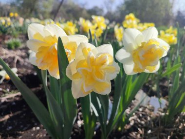 Çiçek açan nergisler güneşli bahar gününde. Narsislerin çeşitli çiçekleri Altın İnci. Sarı yapraklar, beyaz taç yaprakları, tomurcuklanma, mantarlar yeşil sapta ve yapraklar toprakta.