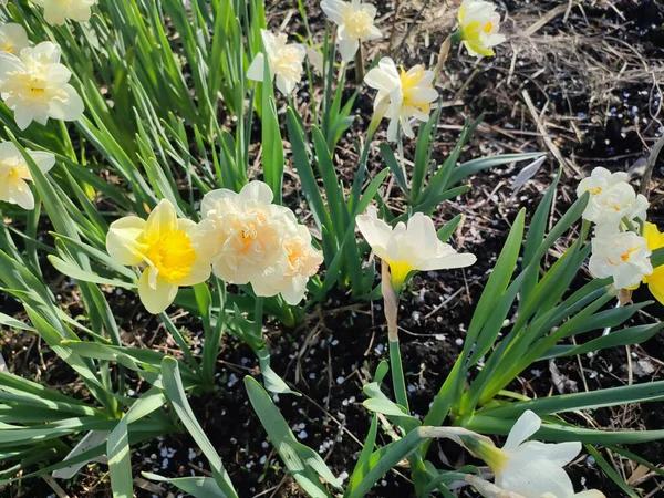 Çiçek açan nergis çiçekleri yeşil saplı sarı, pembe, beyaz taç yaprakları güneşli bahar günlerinde bahçede açar ve büyür. Çiçeklerin seçilmesi. Tarım ve bahçıvanlık