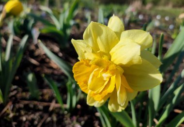 Çiçek narsisleri. Bir sürü sarı taç yapraklı narsisli çiçek, yakın plan. Çiçek açan nergis çiçeği ve yeşil yapraklar bahar sabahı toprakta büyüyor. Narcissus.