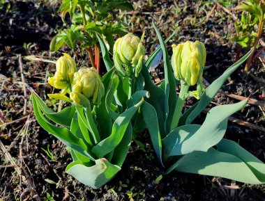 Çifte lale türü Emerald Star. Sarı ve yeşil yapraklı Bud ve yeşil saplı çiy damlaları güneşli bahar gününde kara toprakta büyüyor. Çiçek açan bir çiçek. Doğal arkaplan
