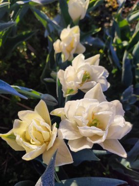 Çiçek açan lale çiçeği. Çiçek açan lale çiçeği, sabah çiğ damlalarıyla birlikte. Baharın güneşli sabahında açan güzel çiçek. Doğa. Doğal arkaplan