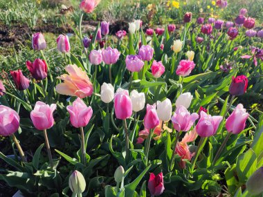 Güneşli bahar gününde açan renkli laleler. Çiçek açan laleler. Çiçek açan beyaz kırmızı laleler çiçekler ve yeşil yapraklar. Çiçek açan büyüyen çiçekler. Doğa. Doğal arkaplan