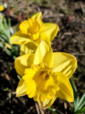 Çiçek narsisleri. Çiçek açan narsisli sarı taç yapraklı yakın plan. Çiçek açan nergis çiçeği ve yeşil yapraklar bahar sabahı kara zeminde büyüyor. Narcissus Çiçeği