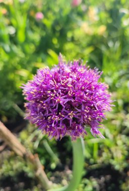 Allium infloresans. Mor alyumun infloresansı. Etrafında bir sürü küçük leylak çiçeğiyle çiçek açıyor. Çiçek açan varyete çiçekleri. Çiçek yeşil saplı çimen arka planda