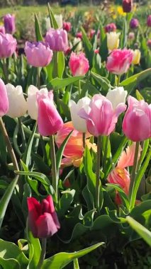 Güneşli bahar gününde açan renkli laleler. Çiçek açan laleler. Çiçek açan pembe kırmızı çiçekler, yeşil yapraklar. Çiçek açan büyüyen çiçekler. Doğa. Doğal arkaplan dikey