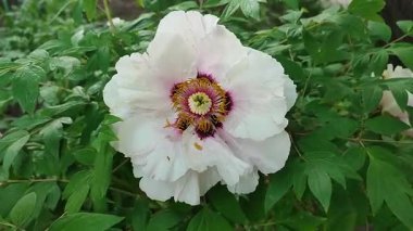 Büyük ağaç şakayığı çiçeği. İlkbahar günü yeşil yapraklı çalıların üzerinde beyaz taç yaprakları ve erkek organları olan büyük bir çiçek. Çiçek açan varyete çiçekleri. Çiçek açan. Doğa. Doğal arkaplan