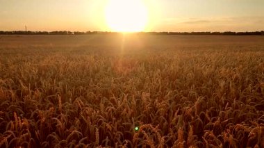 Buğday tarlasında gün batımı ve şafak. Yaz akşamları buğday yetiştiren tarlaların üzerinde güneş doğar ya da batar. Gökyüzünde ve tarlada parlayan güneş olgunlaşmış buğday başaklarıyla. Tarım arazisi
