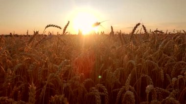Buğday tarlasında gün batımı ve şafak. Yaz akşamları buğday yetiştiren tarlaların üzerinde güneş doğar ya da batar. Gökyüzünde ve tarlada parlayan güneş olgunlaşmış buğday başaklarıyla. Tarım arazisi