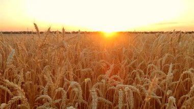Buğday tarlasında gün batımı ve şafak. Yaz akşamları buğday yetiştiren tarlaların üzerinde güneş doğar ya da batar. Gökyüzünde ve tarlada parlayan güneş olgunlaşmış buğday başaklarıyla. Tarım arazisi