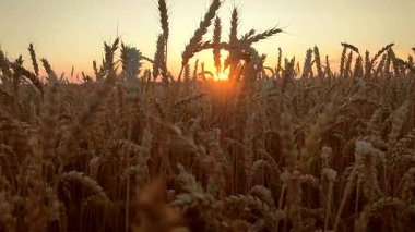 Buğday tarlasında gün batımı ve şafak. Yaz akşamları buğday yetiştiren tarlaların üzerinde güneş doğar ya da batar. Gökyüzünde ve tarlada parlayan güneş olgunlaşmış buğday başaklarıyla. Tarım arazisi