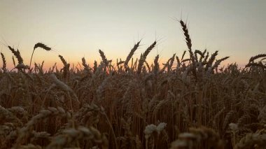 Gün batımında gökyüzüne karşı buğday kulakları silueti. Olgun buğday dalları yakın plan. Buğday tarlasında gün batımı. Yazın büyüyen buğday tarlalarının üzerinde gün batımı. Tarım arazisi