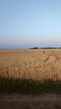 Buğday tarlasında olgunlaşan buğday ve mavi gökyüzü yaz sabahı gün batımında. Buğday tarlasında yetişen olgun buğday başakları. Tarım arazisi. Dikey