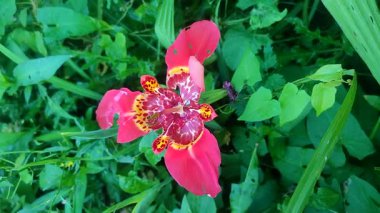 Çiçek açan tigridia çiçeği. Yaz günü yeşil çimlerin arasında pembe taç yapraklarıyla çiçek açan çiçek. Yeşil çimenler arasında yeşil saplı yeşil yapraklı pembe çiçek bitkisi. Tarım bitkisi