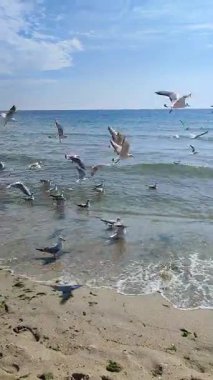 Denizde beyaz martılar. Güneşli bir yaz gününde kumsalda süzülen kuş martıları. Güneşli bir günde deniz kıyısında uçan martılar. Doğa arkaplanı. Doğal arka plan. Dikey