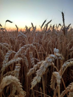 Gün batımında gökyüzüne karşı buğday kulakları silueti. Olgun buğday dalları yakın plan. Buğday tarlasında gün batımı. Yazın büyüyen buğday tarlalarının üzerinde gün batımı. Tarım arazisi