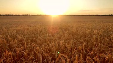 Buğday tarlasında gün batımı ve şafak. Yaz akşamları buğday yetiştiren tarlaların üzerinde güneş doğar ya da batar. Gökyüzünde ve tarlada parlayan güneş olgunlaşmış buğday başaklarıyla. Tarım arazisi