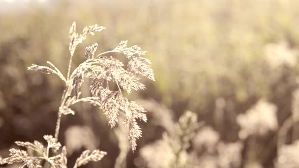Винтажная трава в утренней росе — стоковое видео