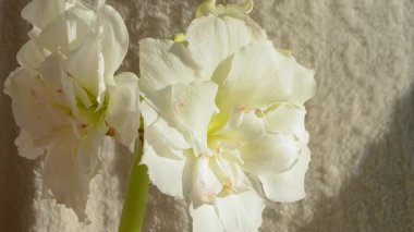 Hippeastrum Amarillis Kutup Güzeli. Büyük, çiçek açan beyaz bir renk. Yeşil yapraklı yeşil saplı bir sürü beyaz taç yapraklı çiçek. Dekoratif bitki. Çiçek açan çiçeğin floresansı