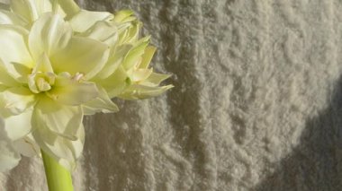 Hippeastrum Amarillis Kutup Güzeli. Büyük, çiçek açan beyaz bir renk. Yeşil yapraklı yeşil saplı bir sürü beyaz taç yapraklı çiçek. Dekoratif bitki. Çiçek açan çiçeğin floresansı