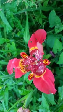 Çiçek açan tigridia çiçeği. Yaz günü yeşil çimlerin arasında pembe taç yapraklarıyla çiçek açan çiçek. Yeşil çimenler arasında yeşil saplı yaprakları olan çiçek bitkisi. Dikey olarak ekilmiş bitki