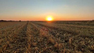 Güneşli yaz akşamlarında gün batımında buğday tarlaları. Toprak, kuru çim biçme sapları, sakal tarlası, batan güneş, gökyüzü ve ufuk çizgisi, uçan böcekler. Tarım arazisi. Çiftlik arazisi görünümü.