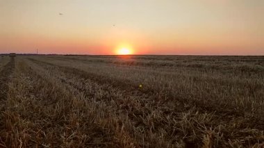 Güneşli yaz akşamlarında gün batımında buğday tarlaları. Toprak, kuru çim biçme sapları, sakal tarlası, batan güneş, gökyüzü ve ufuk çizgisi, uçan böcekler. Tarım arazisi. Çiftlik arazisi görünümü.