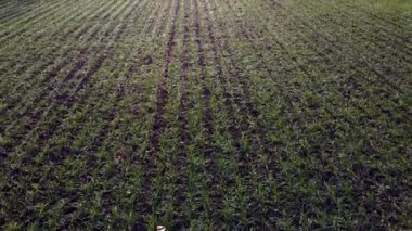 Baharın güneşli sonbahar gününde, yeşil, küçük mısır gevreği filizleri olan yeşil bir tarla. Yeşil bitkilerle tarımın üzerinde uçuyorlar. Tarım endüstriyel manzarası. Tarım çiftliği manzarası