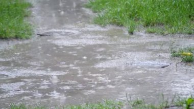 Yağmur. Yağmur damlıyor. Şiddetli yağmur damlaları toprak zemine yeşil çimlerle damlıyor. Yağmur damlaları toprağı dövüyor. Yağmur damlaları su birikintisine düşer. Yağmurlu bir hava. Yağmurlu bir gün. Doğal arka plan. Islak yağmurlu su sıçraması