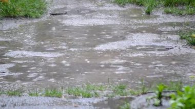 Yağmur. Yağmur damlıyor. Şiddetli yağmur damlaları toprak zemine yeşil çimlerle damlıyor. Yağmur damlaları toprağı dövüyor. Yağmur damlaları su birikintisine düşer. Yağmurlu bir hava. Yağmurlu bir gün. Doğal arka plan. Islak yağmurlu su sıçraması