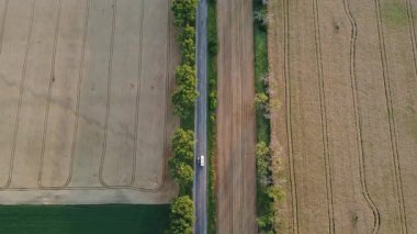 Cars driving the road with trees between large fields of yellow ripened wheat in summer. Agricultural agrarian industrial landscape. Aerial drone view. Top view. Harvest ripe mature crop scenery.