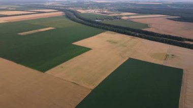 Olgun buğday ve çeşitli tarımsal yeşil bitkilerle ekilmiş pek çok tarım tarlasının panoramik manzarası ve bir yaz akşamı aralarından geçen arabalarla dolu bir otoyol. Hava aracı görüntüsü. Üst görünüm.