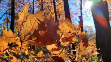 Kahverengi meşe yaprakları güneşli bir sonbahar gününde ormanda rüzgarda sallanıyor. Parlak güneş ve mavi gökyüzü. Büyük sonbahar yaprakları yakın planda. Sonbahar sezonu. Doğal arka plan. Doğa zemin